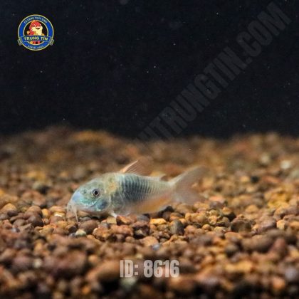 Cá Chuột Venezuela - Hình 1
