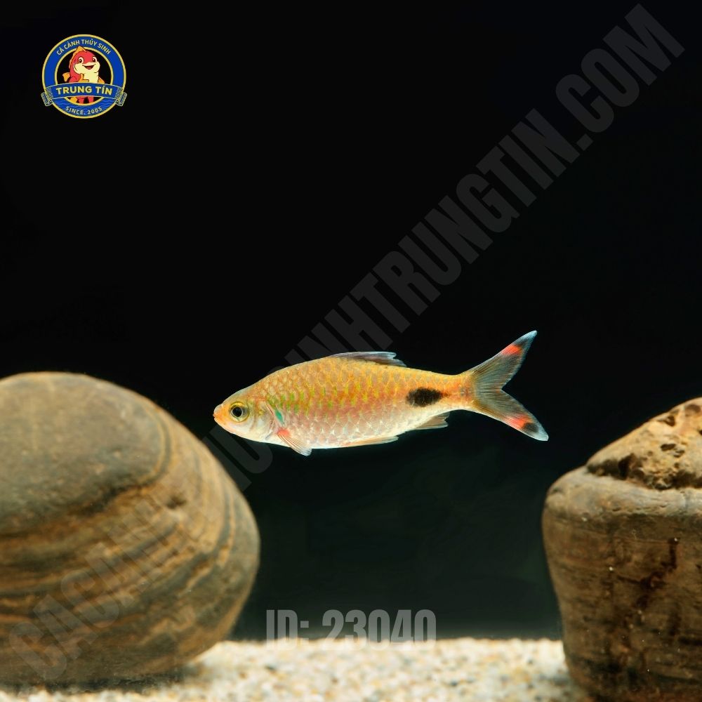 Cá Hồng MI Bóng Đêm  9-10cm - Hình 1