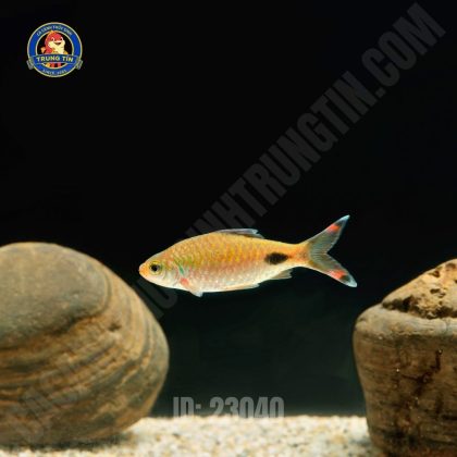 Hồng Mi bóng đêm 9-10cm