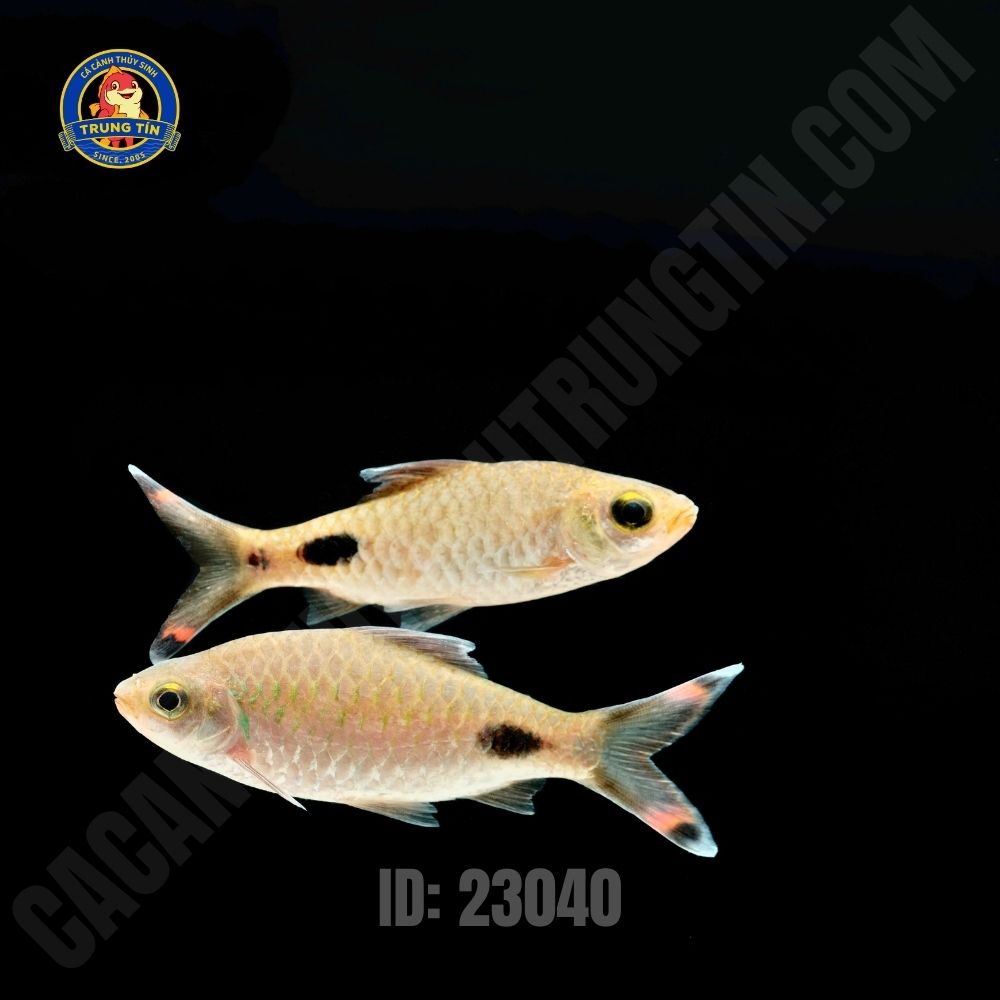 Cá Hồng MI Bóng Đêm  9-10cm - Hình 2