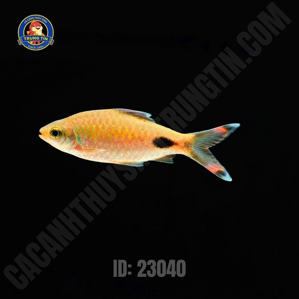 Cá Hồng MI Bóng Đêm  9-10cm - Hình 3