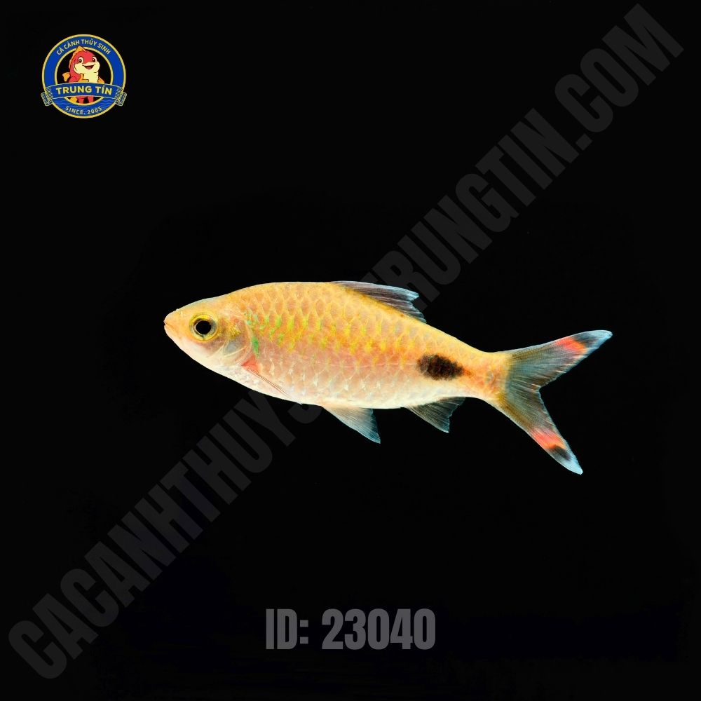 Cá Hồng MI Bóng Đêm  9-10cm - Hình 4