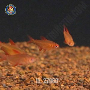 Cá Red Cherry Tetra