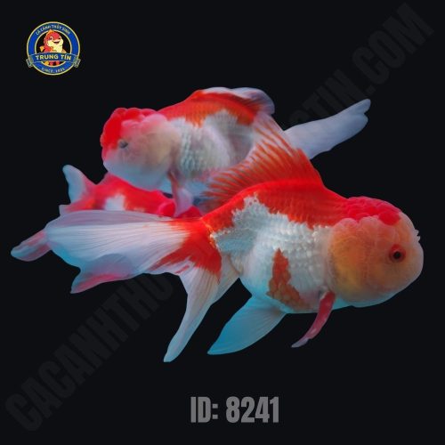 Cá ba đuôi đầu lân - Hình 1