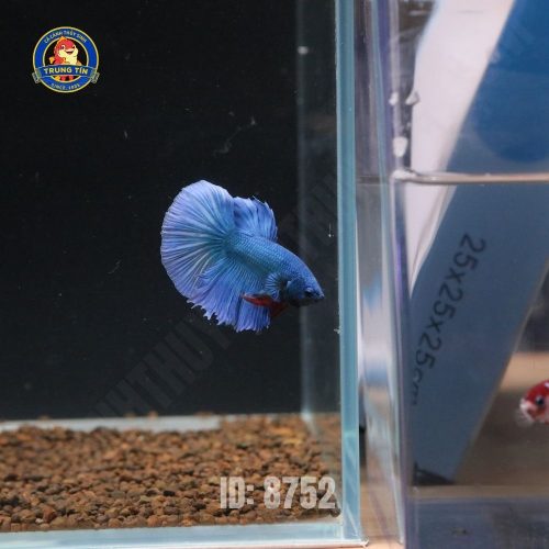 Cá Xiêm Trống DumBo