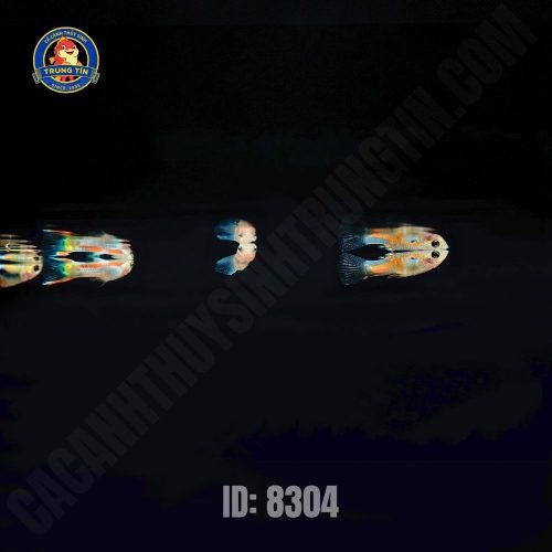 Cá Bảy Màu Rừng