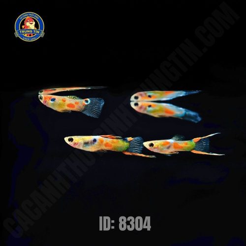 Cá bảy màu rừng