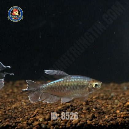 Công Gô Lớn