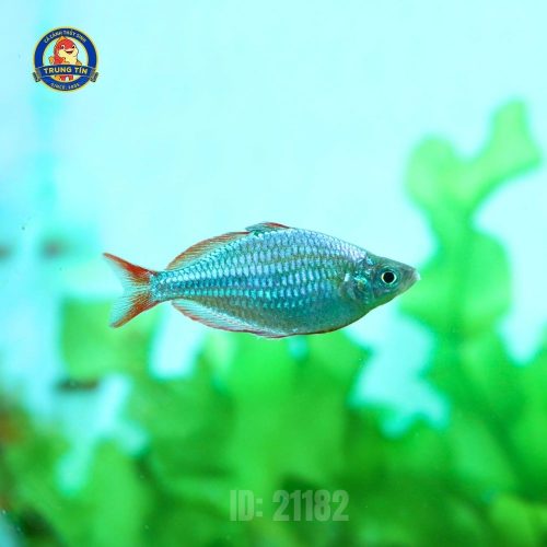 Cá cầu vồng việt - Hình 1