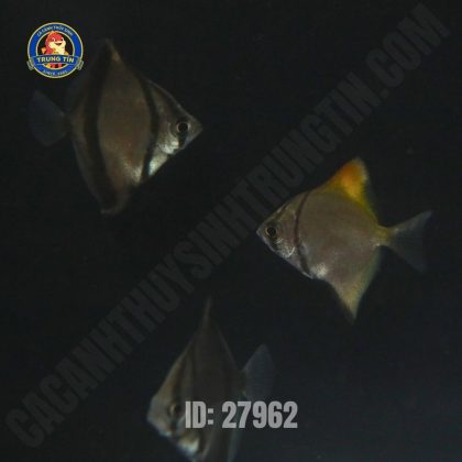 Cá Dơi Bạc 4-5cm - Hình 1