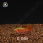 Cá hồng cam vây dài - Hình 1