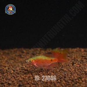 Cá hồng cam vây dài - Hình 1