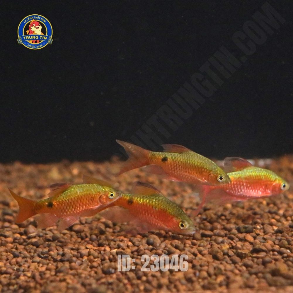 Cá hồng cam vây dài - Hình 2