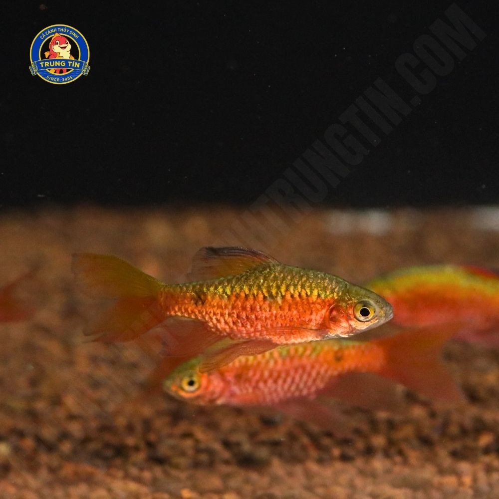 Cá hồng cam vây dài - Hình 3