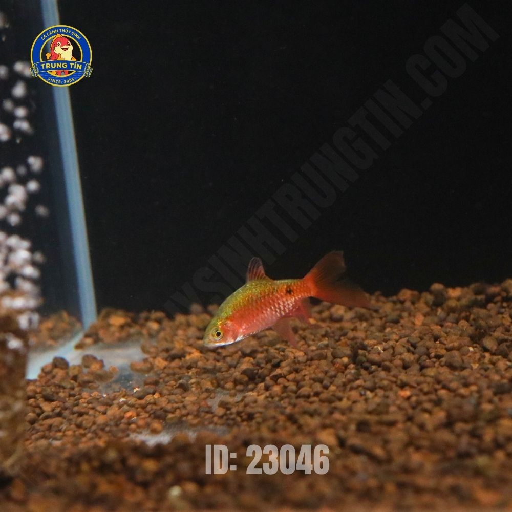 Cá hồng cam vây dài - Hình 4