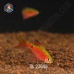 Cá hồng cam vây dài - Hình 5