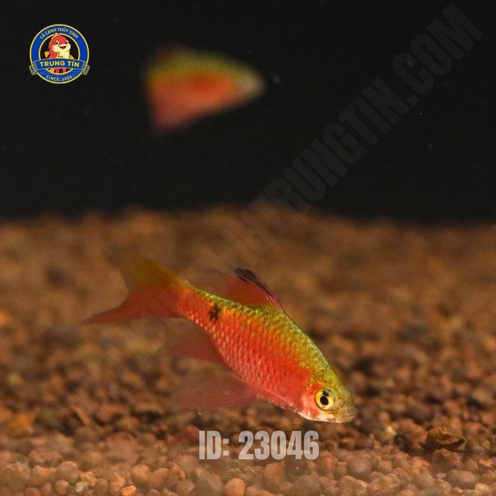 Cá hồng cam vây dài - Hình 5