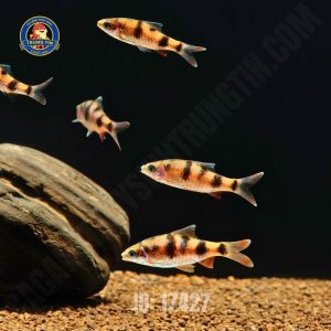 Hồng Mi bóng đêm sọc