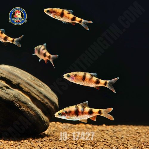 Hồng Mi bóng đêm sọc