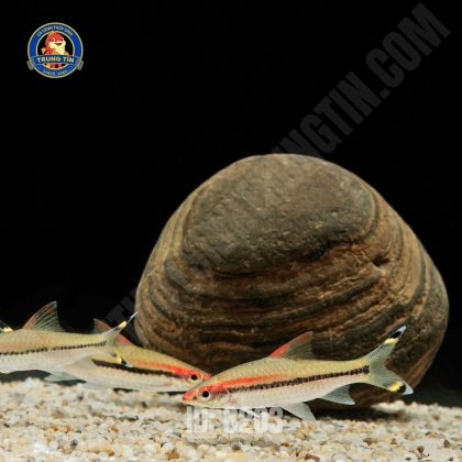 Hồng Mi Ấn Độ Lớn