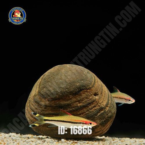 Cá hòng mi ấn độ trung - Hình 1