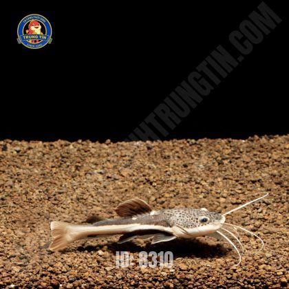 Hồng Vỹ Mỏ Vịt nhỏ