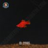 Cá mún đỏ short - Hình 1