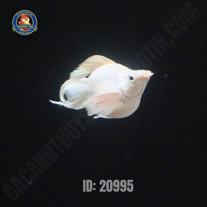 Moly platinum cối