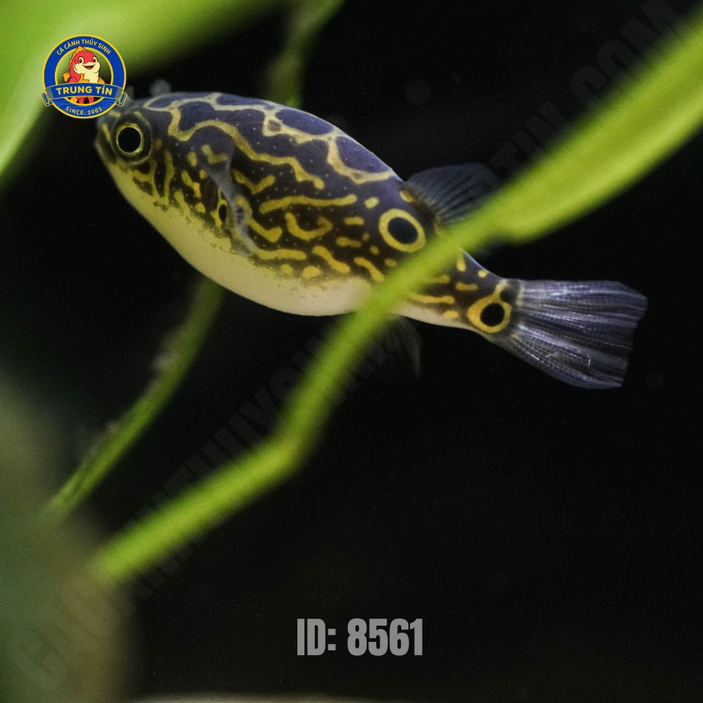 Cá nóc cảnh da beo (Green Spotted Puffer) - Hình 1