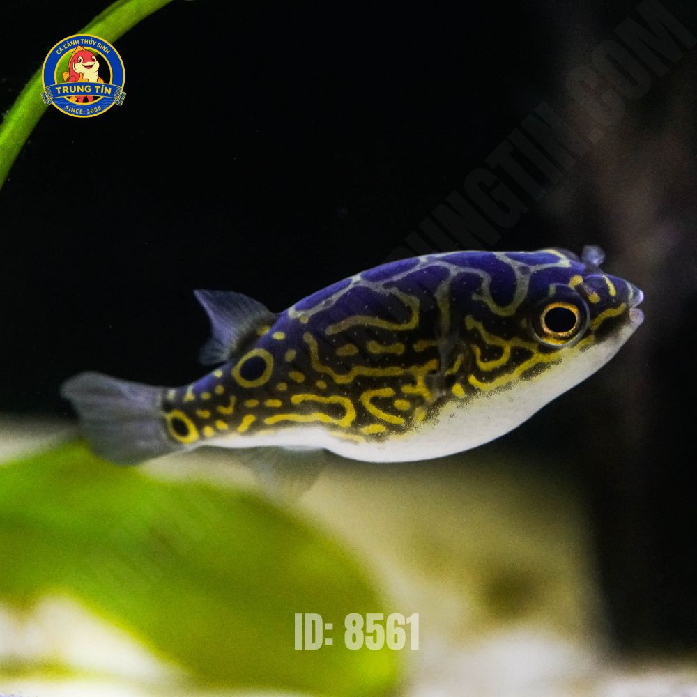 Cá nóc cảnh da beo (Green Spotted Puffer) - Hình 2