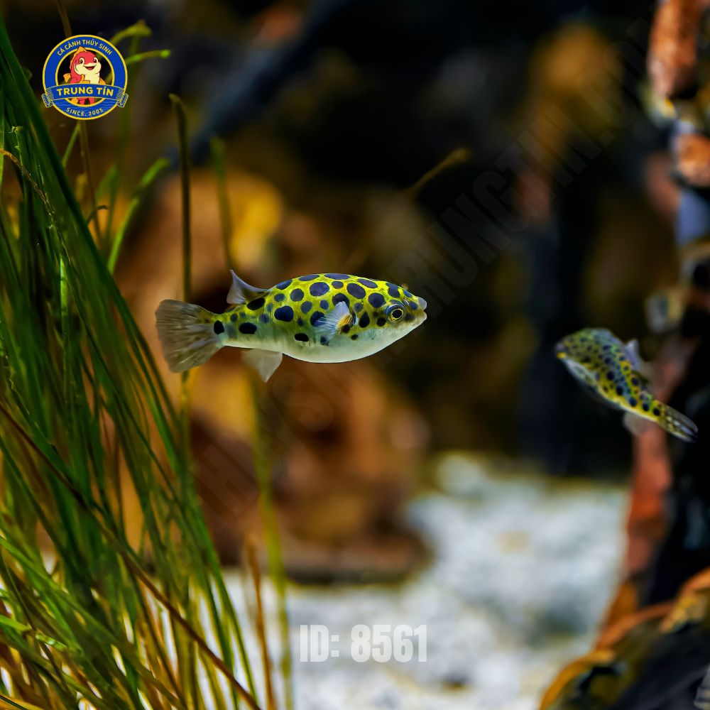 Cá nóc cảnh da beo (Green Spotted Puffer) - Hình 3