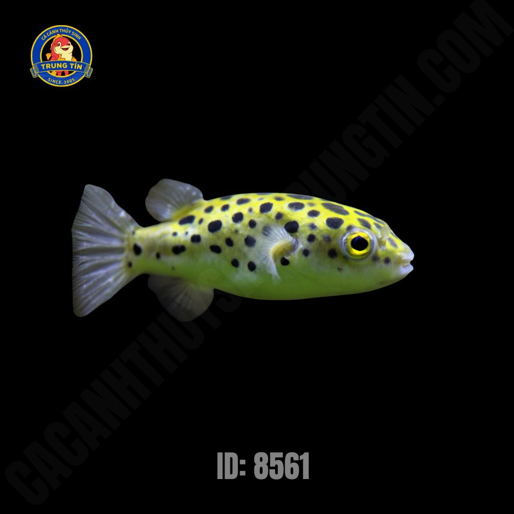 Cá nóc cảnh da beo (Green Spotted Puffer) - Hình 4