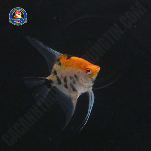 Cá thần tiên ba màu mini