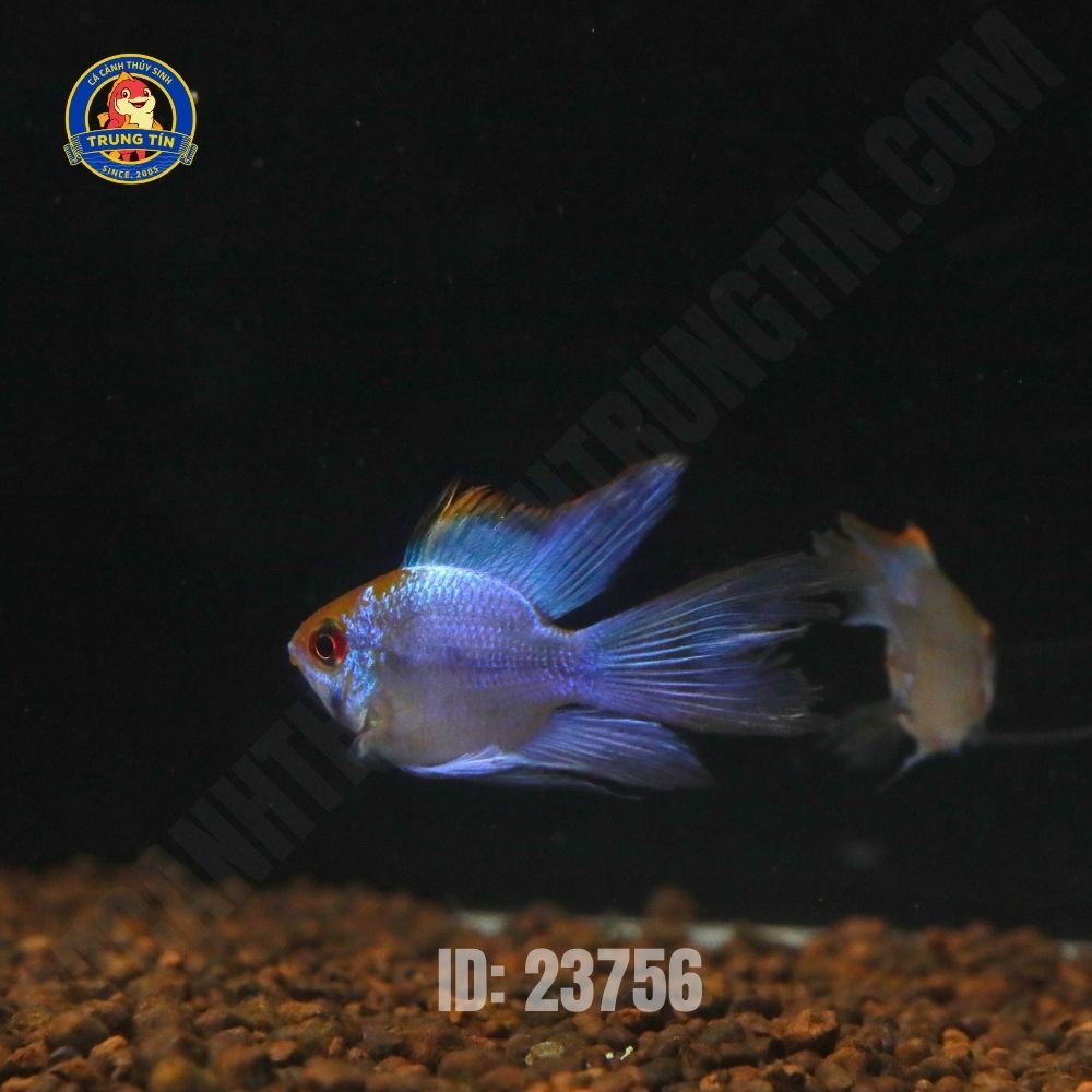 Cá phượng hoàng lam cối - Hình 1