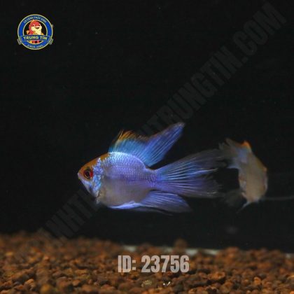 Cá phượng hoàng lam cối