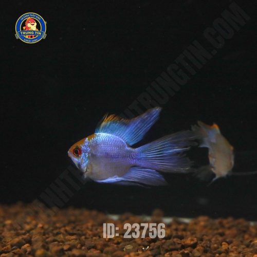 Cá phượng hoàng lam cối