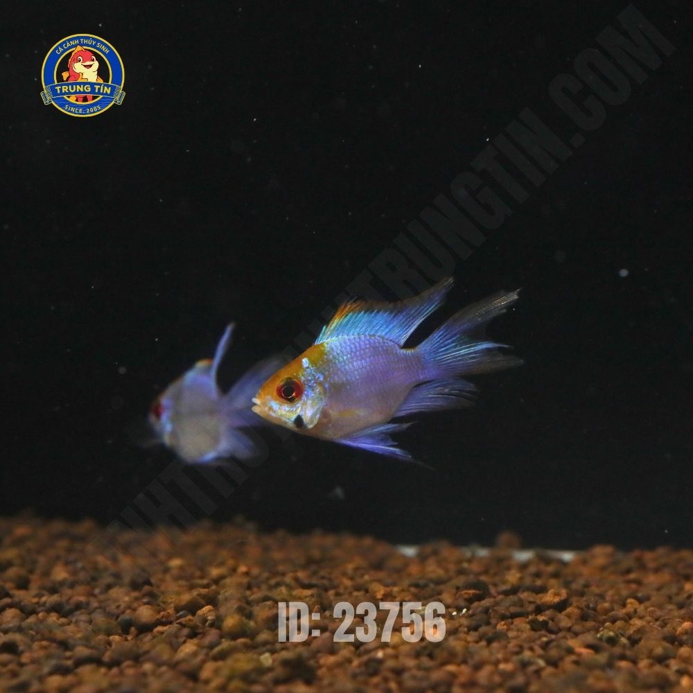 Cá phượng hoàng lam cối - Hình 2