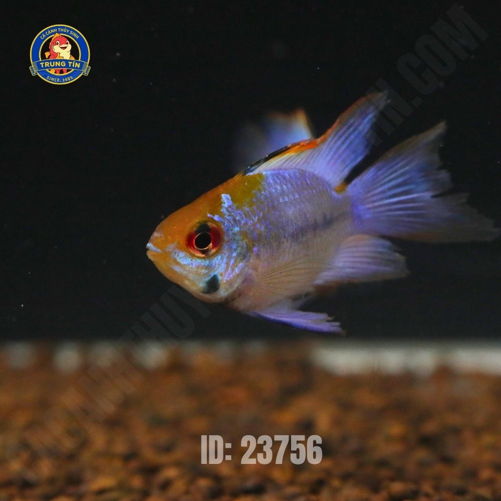 Cá phượng hoàng lam cối - Hình 3