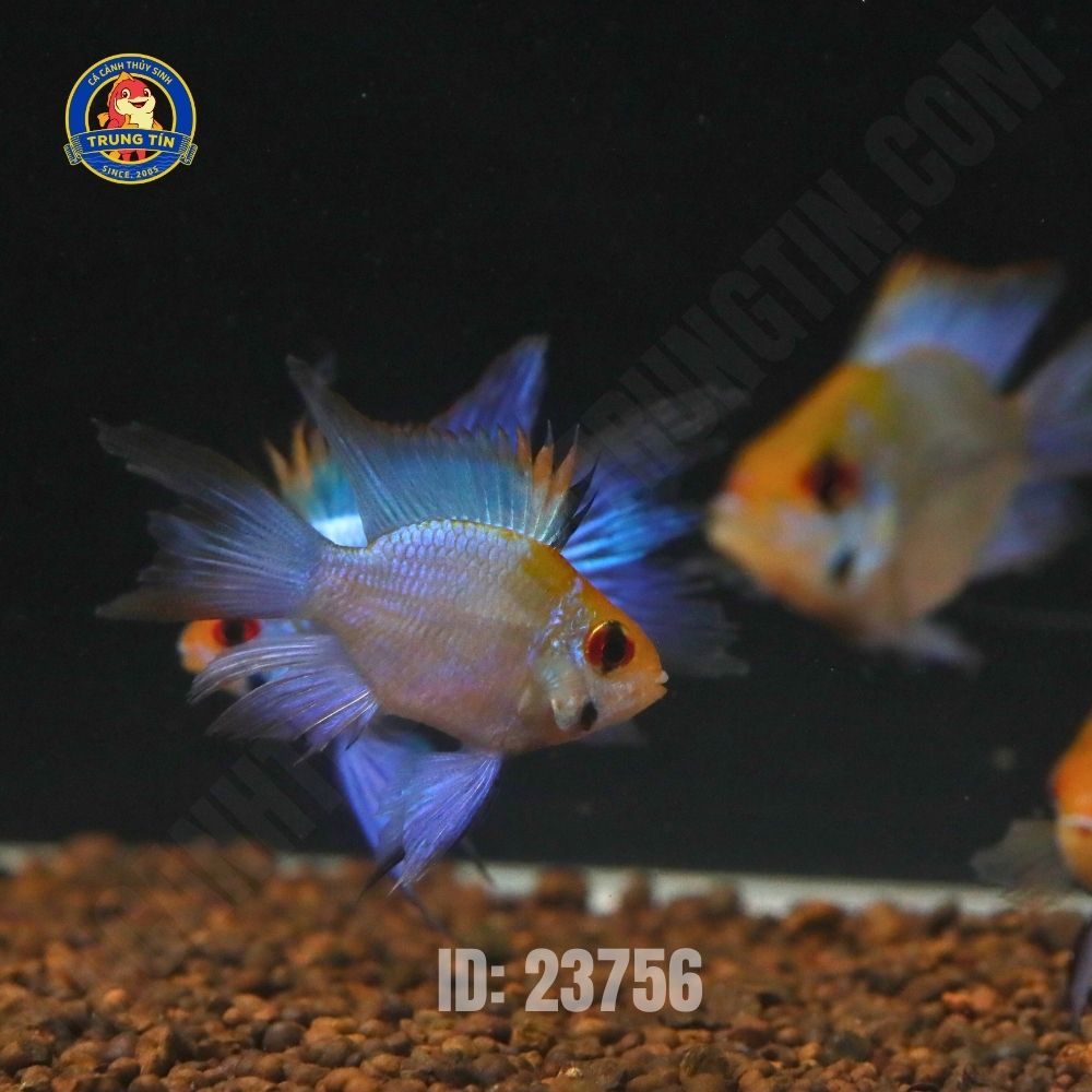 Cá phượng hoàng lam cối - Hình 4
