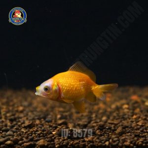 Cá ping pong mini 3-5cm