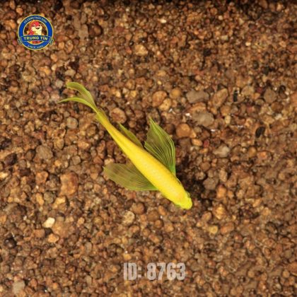 Cá sọc ngựa cánh tiên - Hình 1