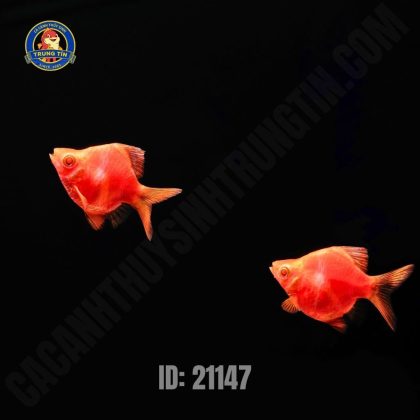 Xê can dạ quang đỏ short