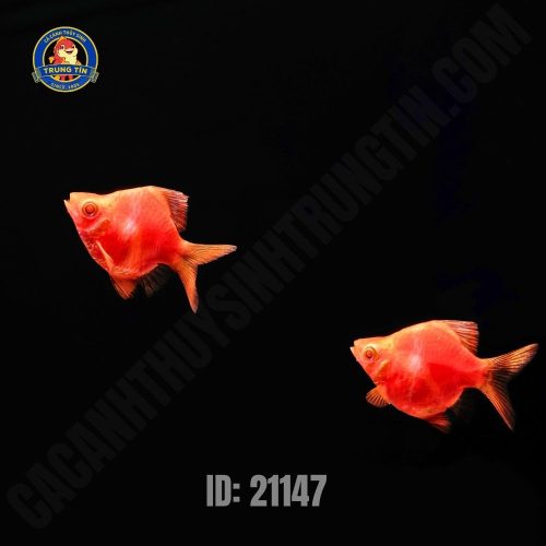 Xê can dạ quang đỏ short