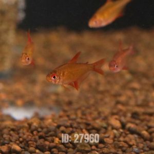 Cá Red Cherry Tetra