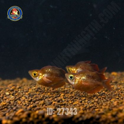 Cầu vồng táo đỏ short - Hình 1
