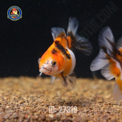 Cá Oranda Tricolor size 5-7cm - Con - Hình 1