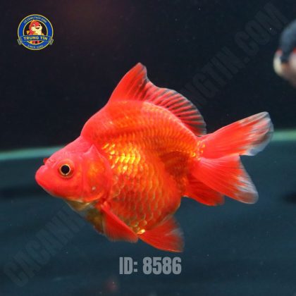 BA ĐUÔI LƯU KIM
