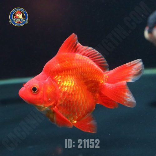 CÁ LƯU KIM CỐI - Hình 1