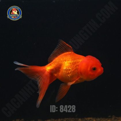 Cá ba đuôi đầu lân - Hình 1