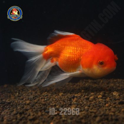 Cá ba đuôi đầu lân - Hình 1